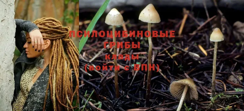 Галлюциногенные грибы Psilocybe  Новокубанск 